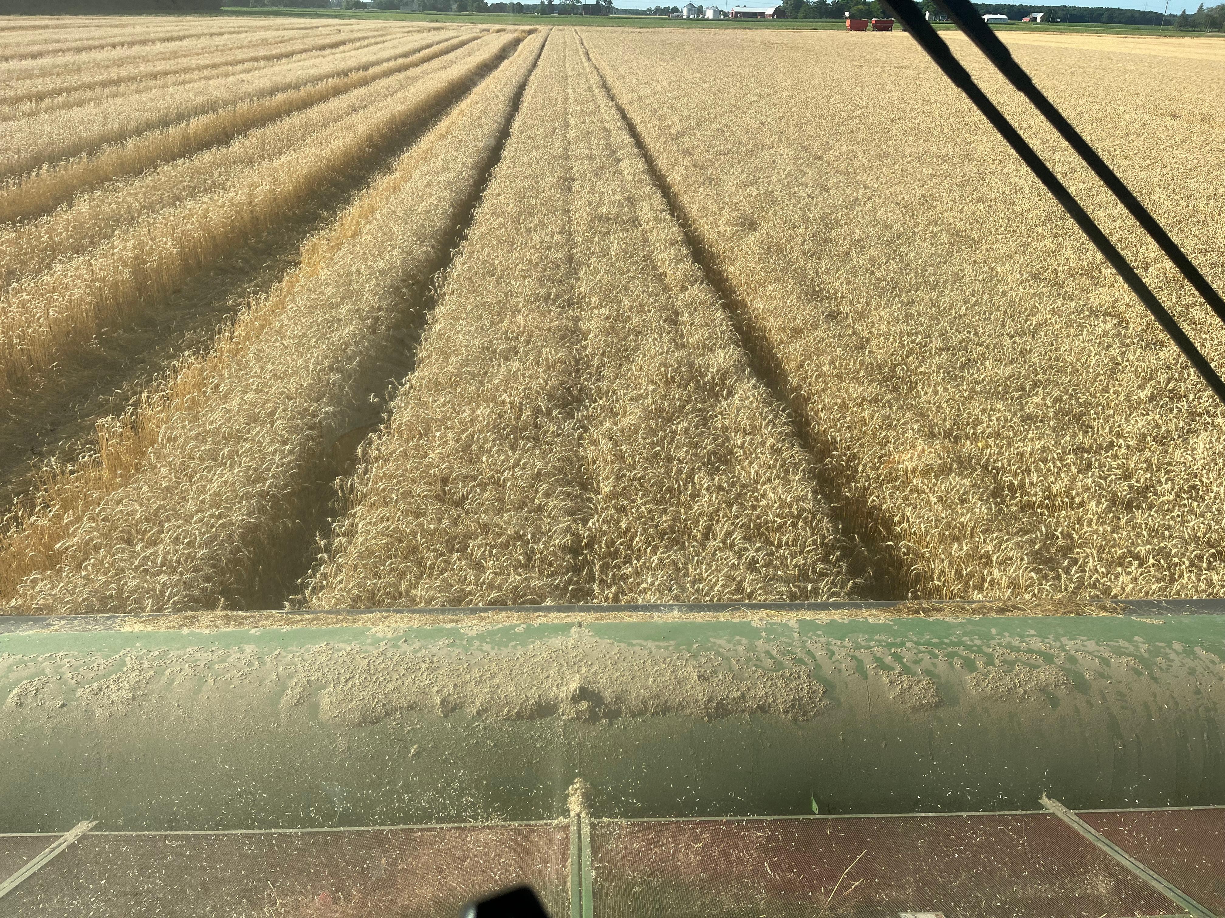 The view of a wheat field from inside a combine harvester.